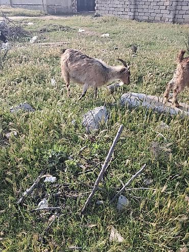 ana bala keci: Salam anabala keci balasi disidi — 2
