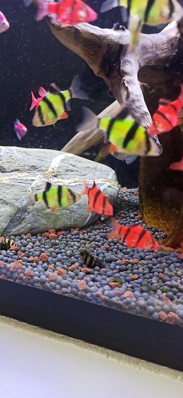 balıq qurdu: Sülhsevər — 3