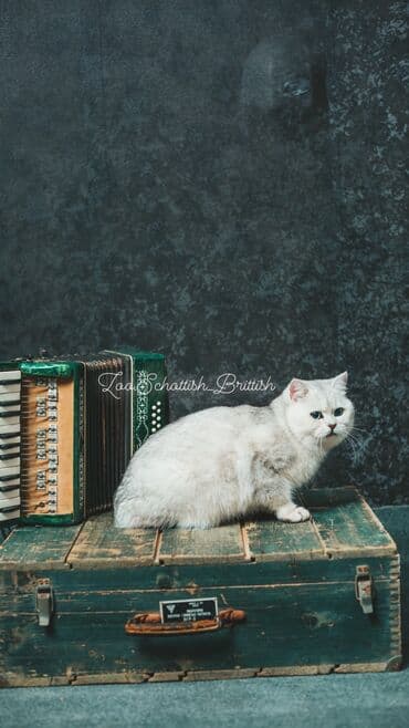 pişik cütləşmə: Britan, Erkək, Cütləşmə üçün — 8