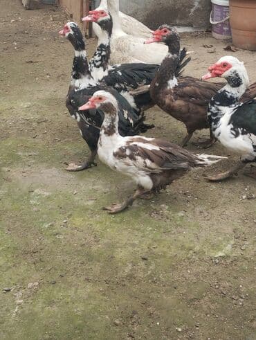 Muscovy (indoutka) ördəkləri – müxtəlif rənglərdə sürü - Cins