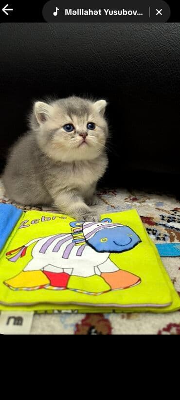 сколько стоит британский котёнок: Британская, Самец — 1