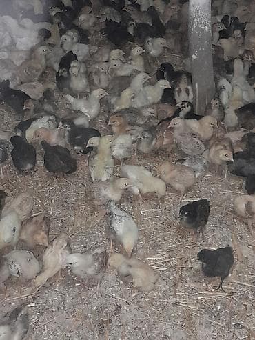 Toyuq cücələri, Ətlik