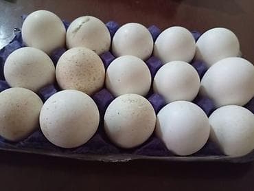 Induska yumurtaları — 1