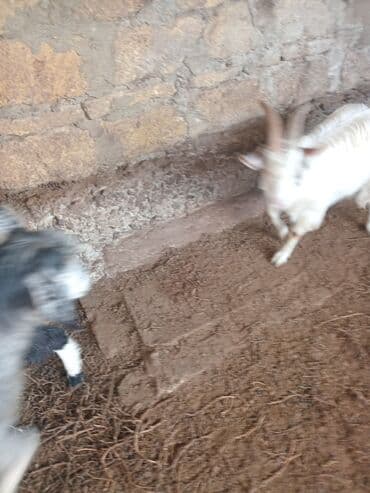 şotland pişiyi etibarlı əllərə verilir: Dişi, il: 1, 18 kq, Damazlıq — 9