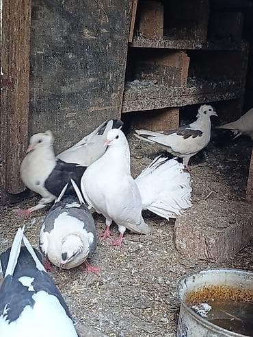 Salam sağlam pavlinlerdi 2 Side dışı olmalidi