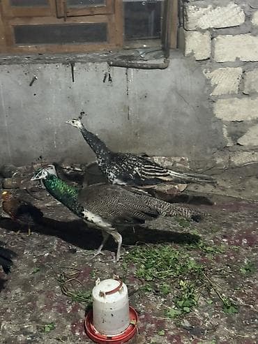 Məhsul: Tovuz quşları qaraqanad ve hindistan Təsvir: Quşlar 9,10,11