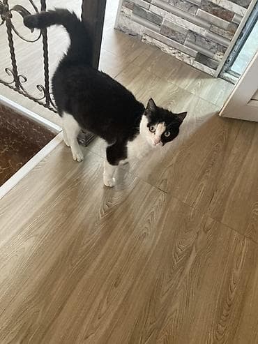 it pisik sekilleri: Yaxşı əllərə — 1