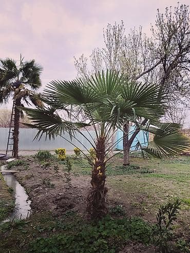 zeytun agaci: Gozel bezekli Palma agaclari — 2