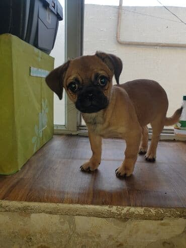 3 ay, Peyvəndli lalafo.az -da 3 ay, Peyvəndli