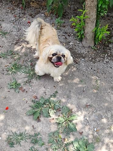 alman kurdu iti: Pekines, Ünvandan götürmə — 3