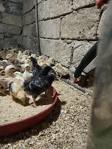 - Növ: kənd toyuğu (ət və yumurta yönümlü xəttlər qarışığı) -Qiymet 1