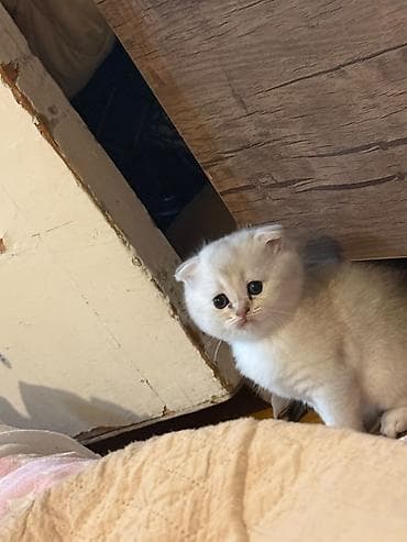 Шотландская at lalafo.az Шотландская