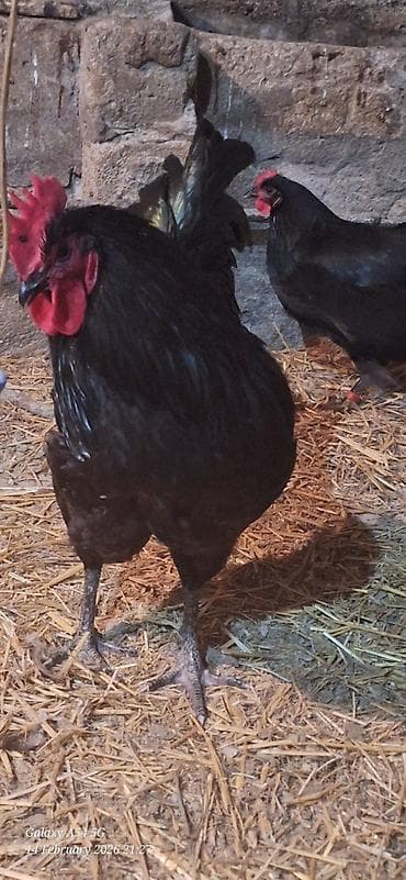 2 ayliq cuceler: Avstalorp Cinsi xoruz – tam qara — 3