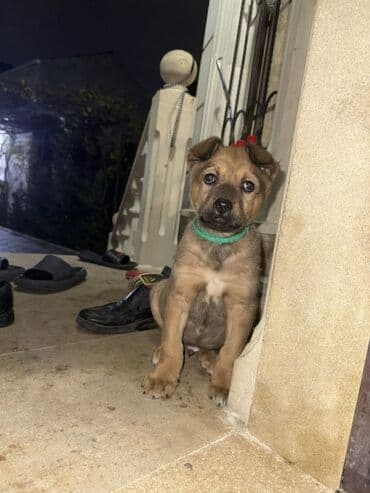 йоркширский терьер цена в баку: 2 месяца, С прививками — 1