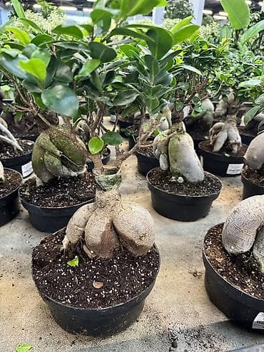 monstera bitkisi: Ficus Ginseng bonsai – dekorativ otaq bitkisi - Növ: Ficus microcarpa — 10