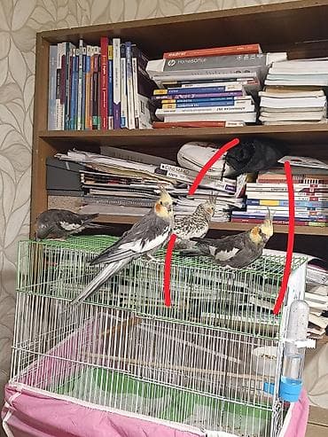Quşlar: Nimfa (Cockatiel) quşları və qəfəs dəsti - Növ: Nimfa papuqayı — 2