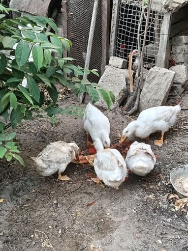 kuban ördek: Ağ rəngli, müxtəlif ölçülü ördəklər mövcuddur.Órdeyin 1í 20 manata — 2