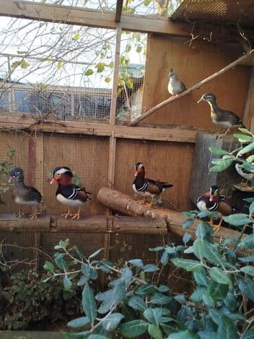 ağ ördək: Mandarin ördəkləri – dekorativ su quşları - Növ: Mandarin (Aix — 2