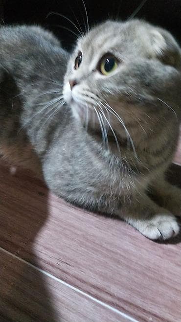 şotlan pişiyi: Şotland, Erkək — 3