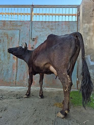 sud veren inek satilir: 10. 12 litir süd verir 4 qarına doğub 2 aydı doğub balasızdı — 1