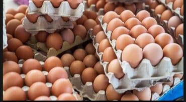 купить угли для мангала: Yumurta kend yumurtasıdı ünvan quba rayon kent qatıqı kent südü kent — 1