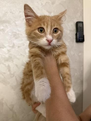 afcarka balasi satilir: Erkək, Yaxşı əllərə — 2