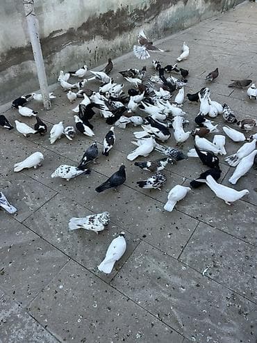 lal ördək balası satılır: Coxsu satilir qiymet 5-20 manat Xirdalandadi 0518471797 KOM SATILMIR — 4