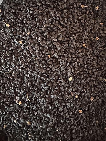 zire bitkisi: ✨ 4 Mövsüm ✨ 🌱 Artıq evinizdə və bağçanızda təbii, dərmansız və — 9