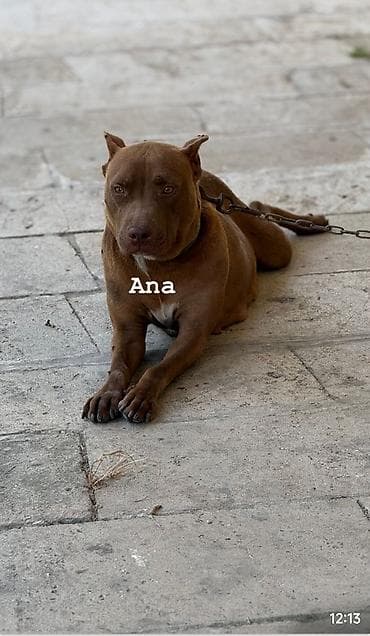 pitbull bala: Pitbul, 2 ay, Dişi — 4