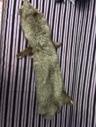 женские шлепанцы с мехом: Продается новый воротник из писца — 3