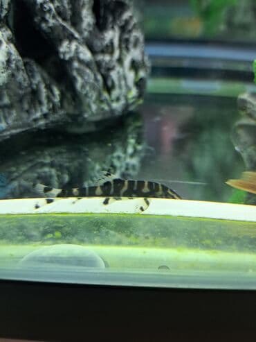 Iran Khodro: Sülhsevər — 2