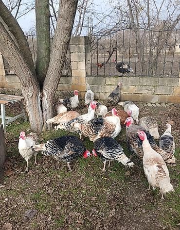 ov itleri satisi: Hinduşka erkək 60 manat fərələr 50 manat — 4