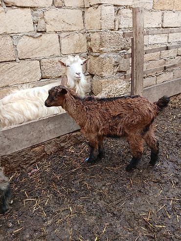 heyvan satisi tap az: Atalari erkey alpindir.Göy olan erkey.Digeri dişidir.Ekizdiler.Bir — 2