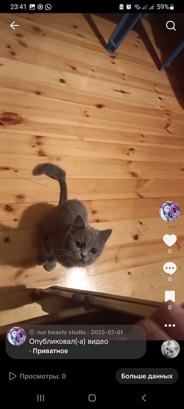 bala dovşanlar: Британская, Самка, В добрые руки — 3