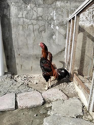 quşlar: Məhsul: Döyüş tipli fəsəlli horoz (uzunboy, incə bədənli), yanında bir — 2