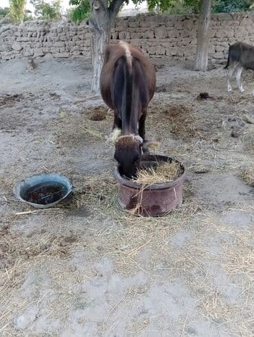inək neçə aya doğur: Mal-qara – inək və buzağı - Şəkillərdə ana inək və onun buzağı — 2