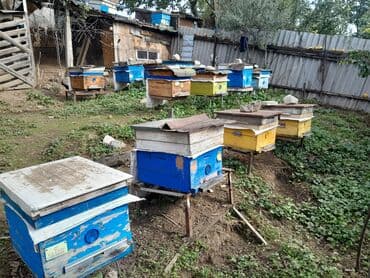 подготовка к орт индивидуально: ARI ailəsi satılır yeşiklə birlikdə satıram. Ailə 4-5 ramka — 1