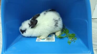 karlik dovşanlar: Uzun tüklü dekorativ dovşan - Cins: ehtimalən Angora/mix dekorativ — 7