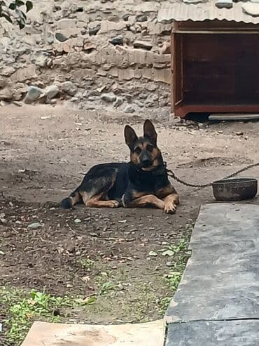 ingilis setter it cinsinin digər adı: Alman çoban iti, 1 il, Dişi — 1