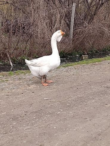 qaz balası satışı: Erkək, | Xolmogor, Damazlıq, Ödənişli çatdırılma — 1