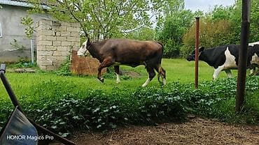 tap az afcarka: Satılır: ətlik/damazlıq inək - Cins tipi: Hereford tipli, qəhvəyi — 7