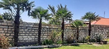 Palma ağacları 5i bir yerde satılır unvan Bərdə rayonu - Növ — 4
