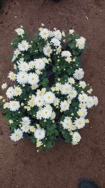 ag yasemen: 1.50 aznden başlayan qiymətlərlə Xrizantema (Chrysanthemum) bəzək — 1