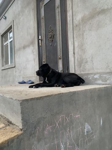 it davasi 2020: Kane-Korso, 1 il, Dişi, Sənədli, Ünvandan götürmə — 1