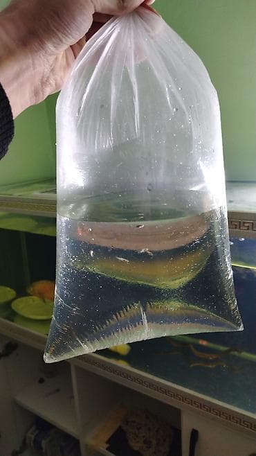 Heyvanlar: Quppi, Sülhsevər — 3