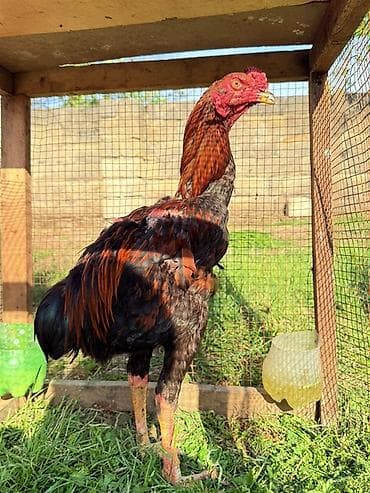 it qiz adlari: Cins xoruz – uzunboy, güclü skeletli, iri dimdikli. Boyun nahiyəsi — 1