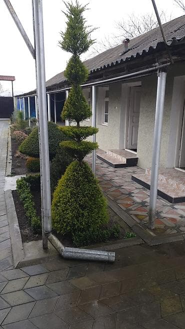 fıstıq ağacı: Ağaclar — 1