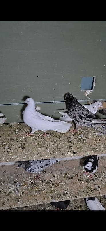 arpa bugda satisi: Salam olsun hər kəsə 6dənə tutulma heyvanlardı 6sı 70 manat ünvan bakı — 7