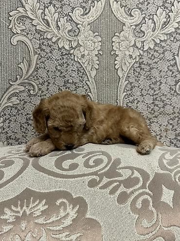 poodle: Pudel, Erkek, Ünvandan götürmə, Ödənişli çatdırılma — 4