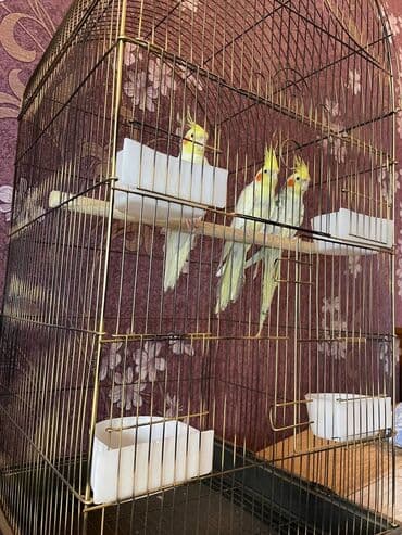 quş qəfəsi qiymətləri: Salamlar quşlar şatılir hamısı idyal vəziyyətdədirlər .vitaminləri35 — 1